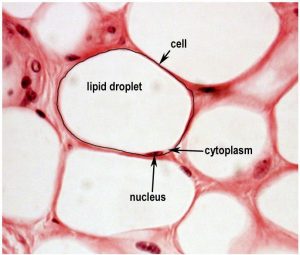 Lipofilling - cellula grassosa al microscopio elettronico